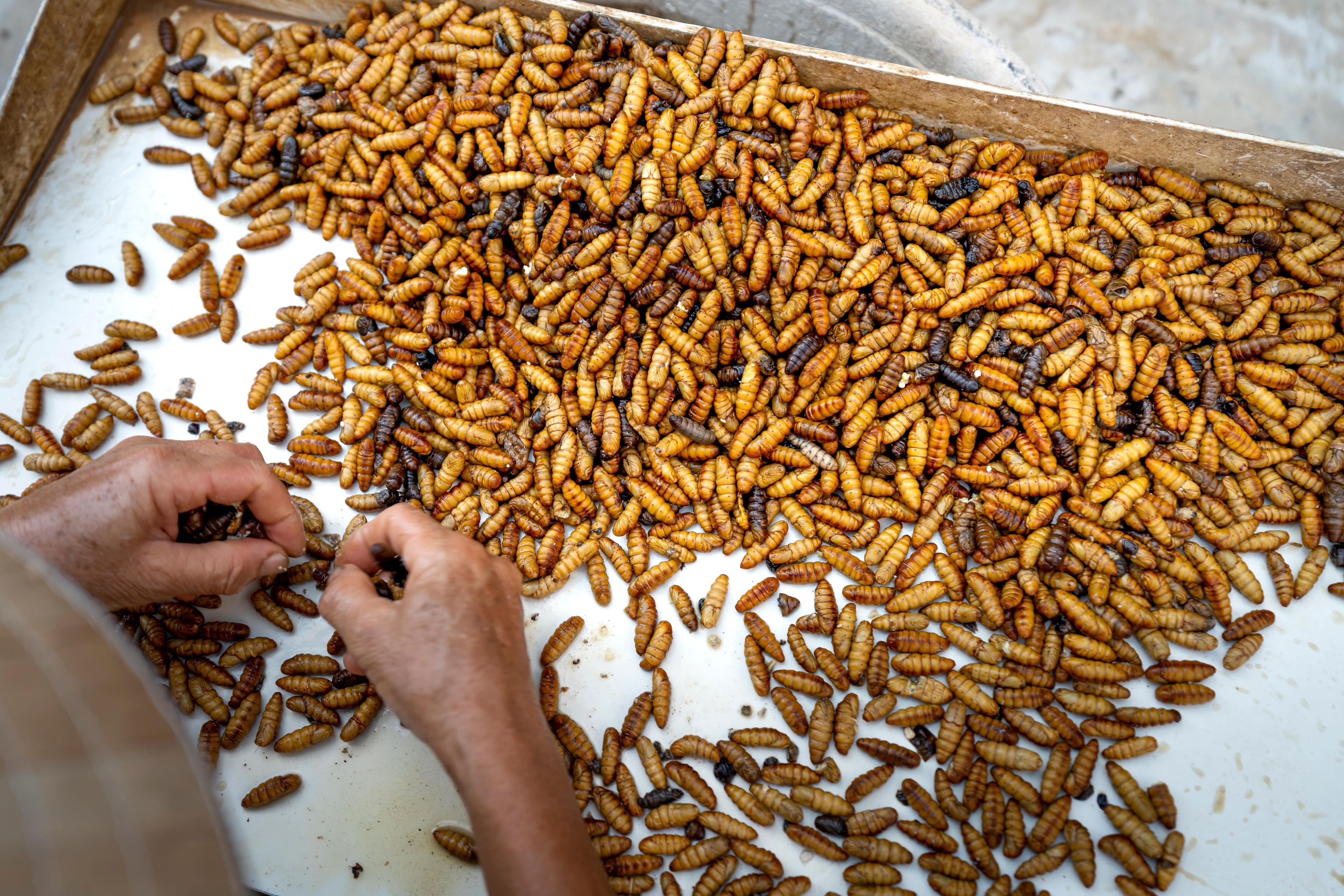 Farm workers in field