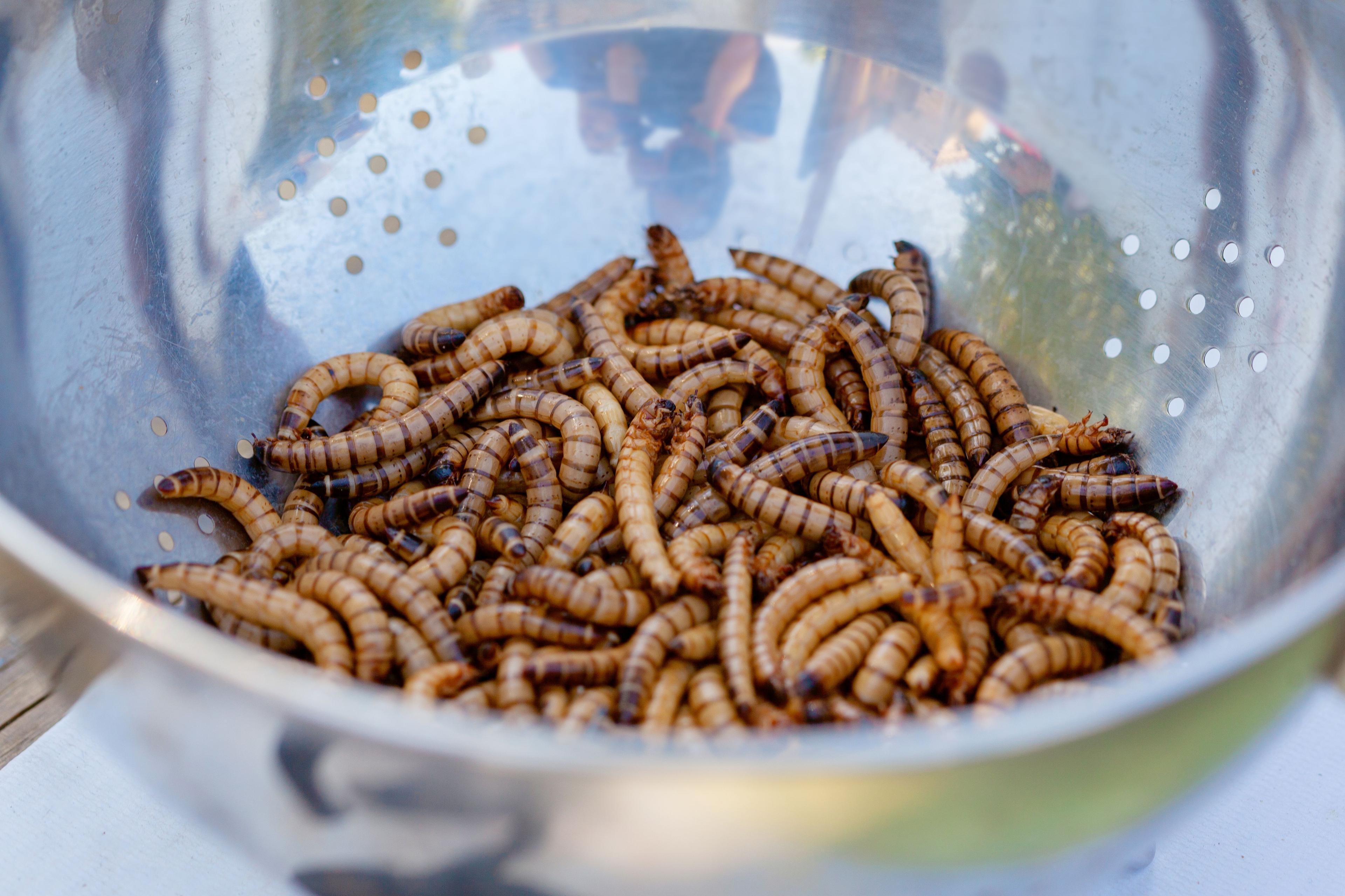 Black Soldier Fly larvae processing
