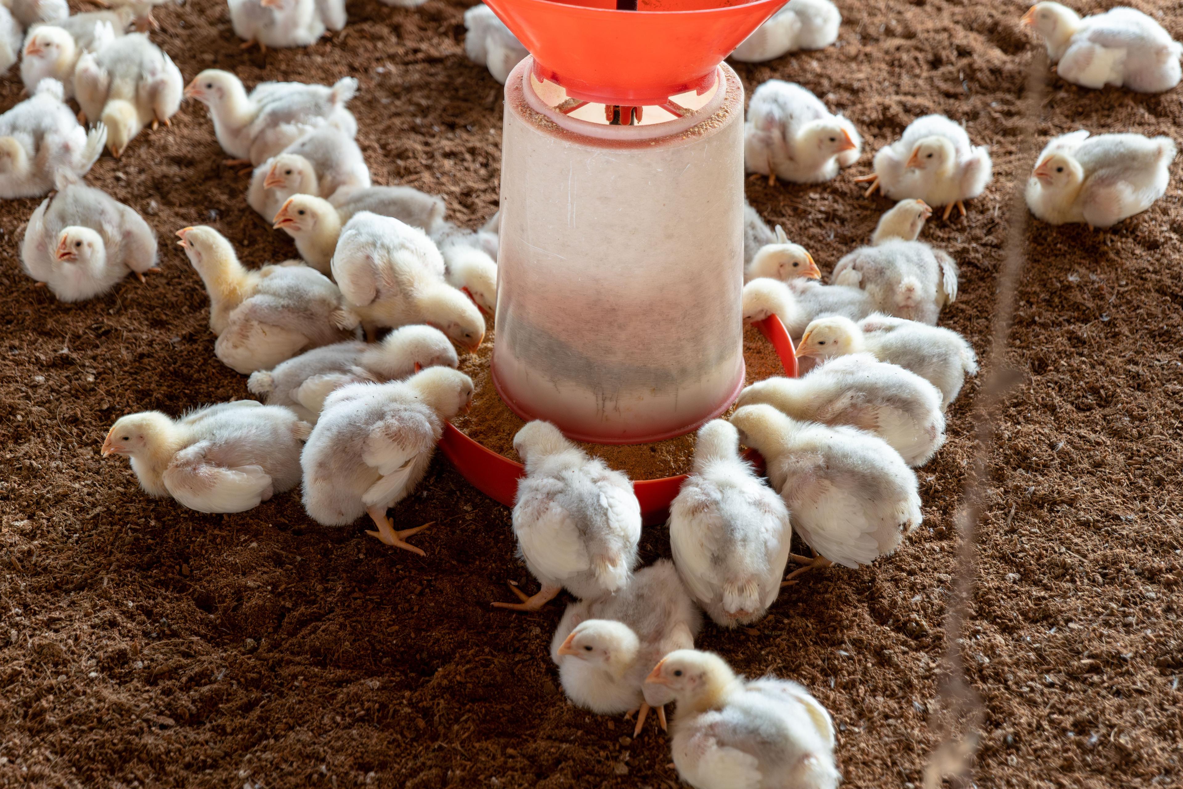 Poultry feeding