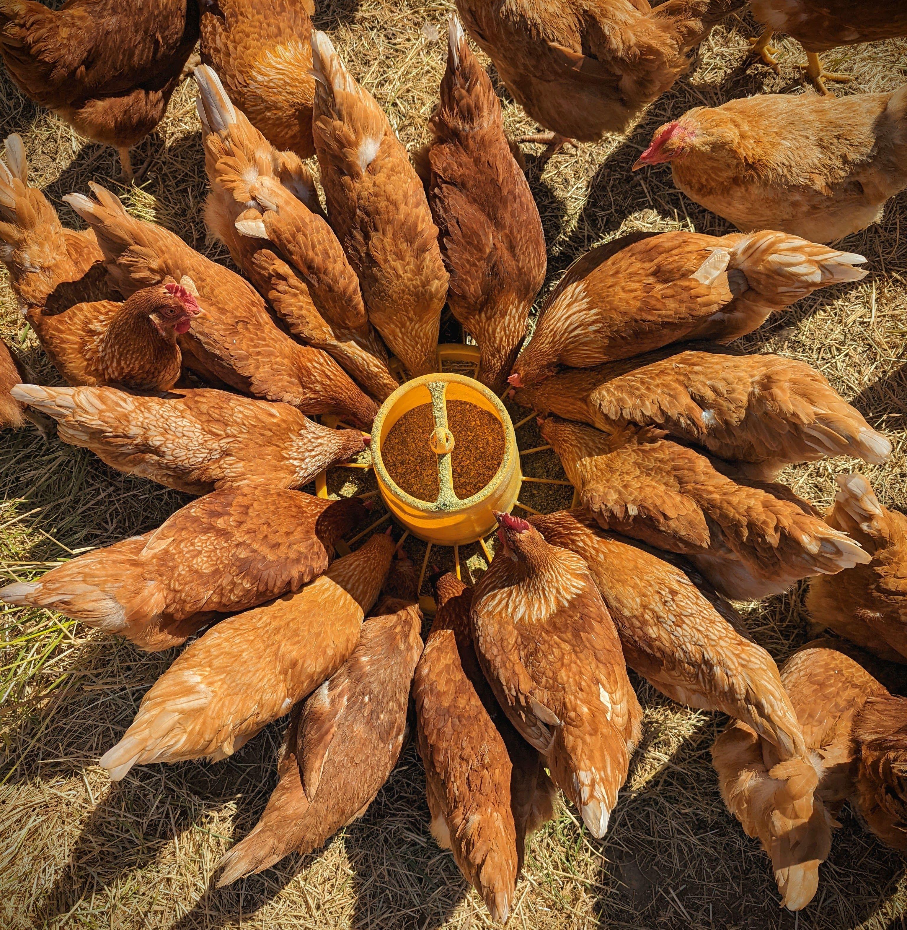 Chickens eating feed